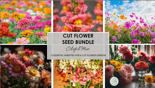 Colorful Cut Flower Seed Bundle, Colorful Mix, 200+ seeds, Cosmos, Zinnias, Snapdragons, Christmas present for Gardener