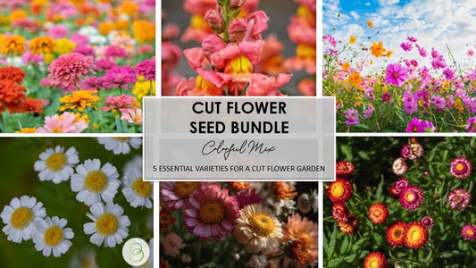 Colorful Cut Flower Seed Bundle, Colorful Mix, 200+ seeds, Cosmos, Zinnias, Snapdragons, Christmas present for Gardener, Seed Gift