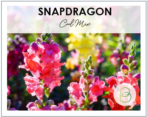 Snapdragon Cool Mix