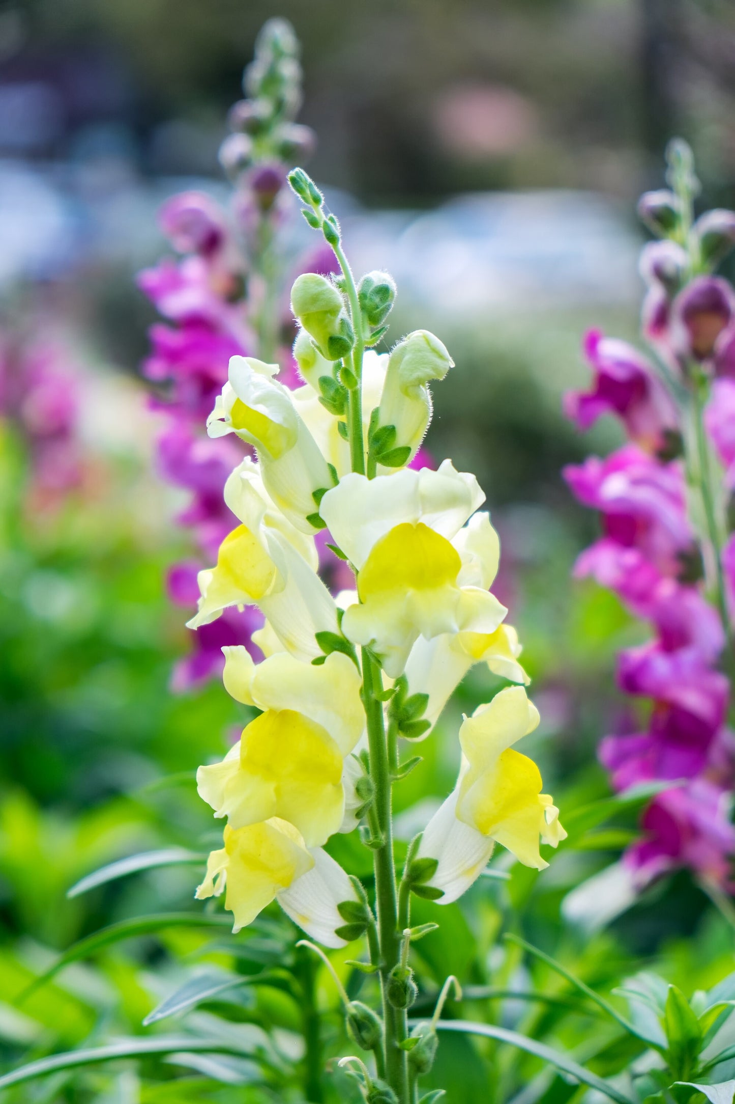 Snapdragon Tall Rust Resistant Mix