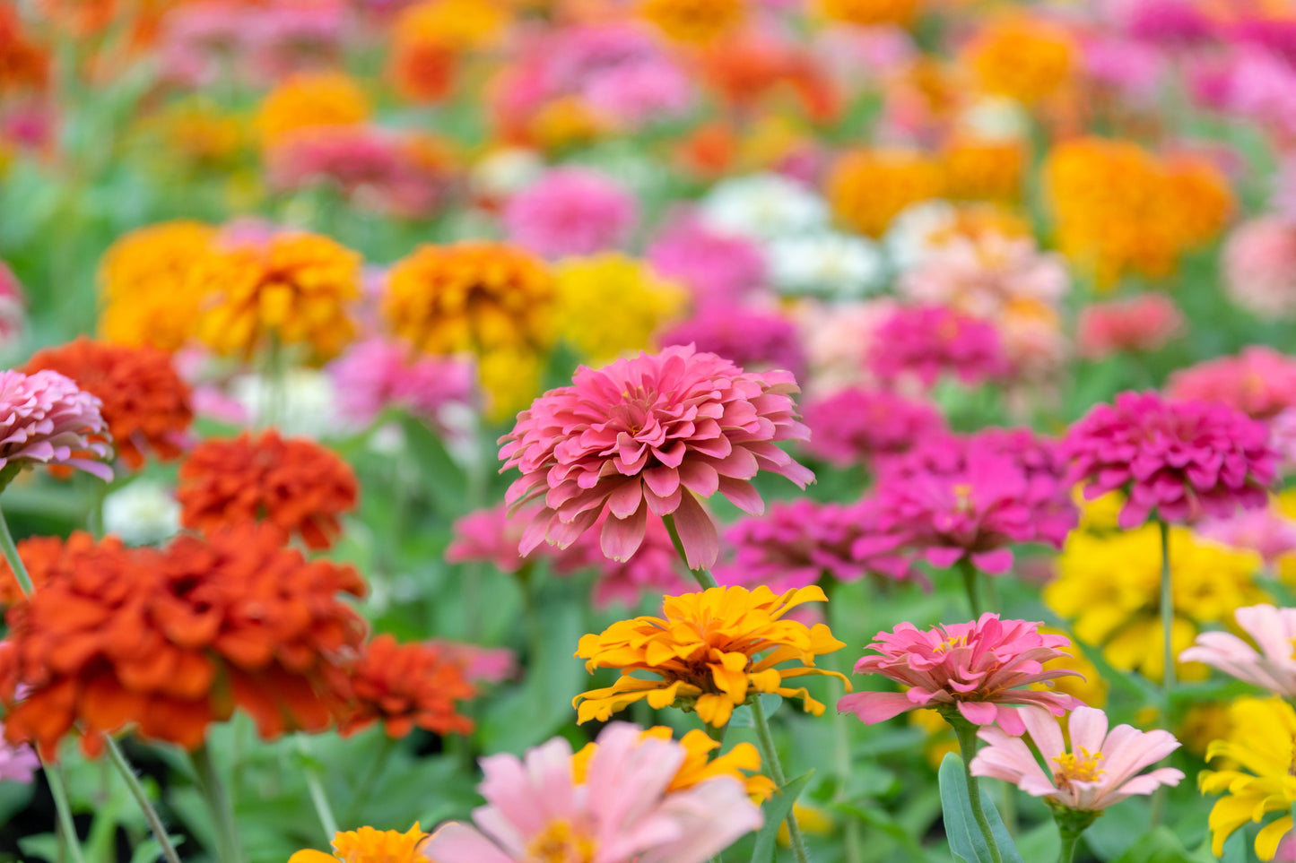 Zinnia State Fair Mix
