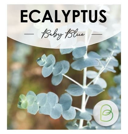 Eucalyptus Seed Bundle, 3 varieties, Herbal Seeds, Bouquet filler