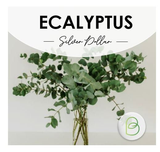Eucalyptus Seed Bundle, 3 varieties, Herbal Seeds, Bouquet filler