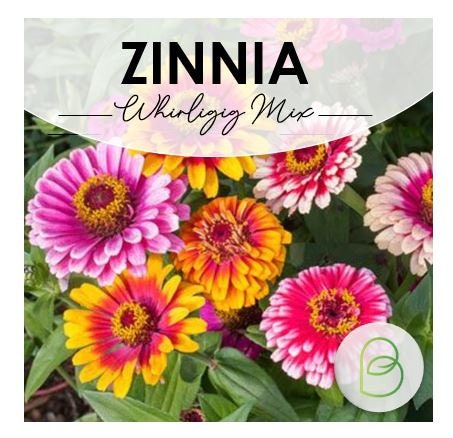 Zinnia Seed Bundle, 10 Varieties, 100+ seeds, Heirloom Seeds, Chartreuse Cut Flower Seeds, Gift for Gardener, Double Zinnia, Rare Seeds