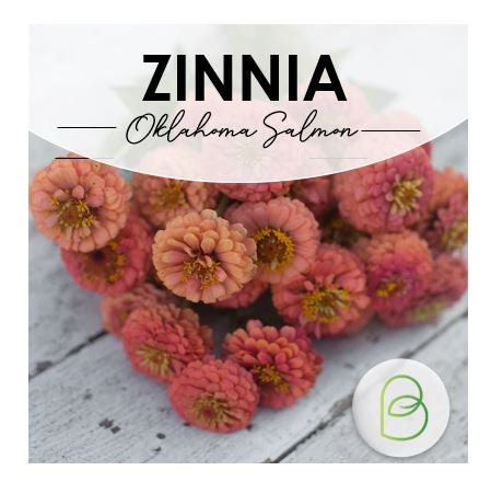 Zinnia Seed Bundle, 10 Varieties, 100+ seeds, Heirloom Seeds, Chartreuse Cut Flower Seeds, Gift for Gardener, Double Zinnia, Rare Seeds
