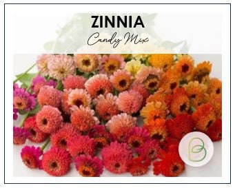 Zinnia Candy Mix
