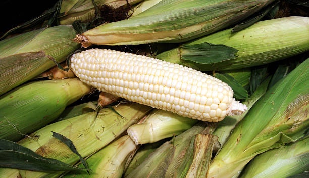 Corn Silver Queen Hybrid