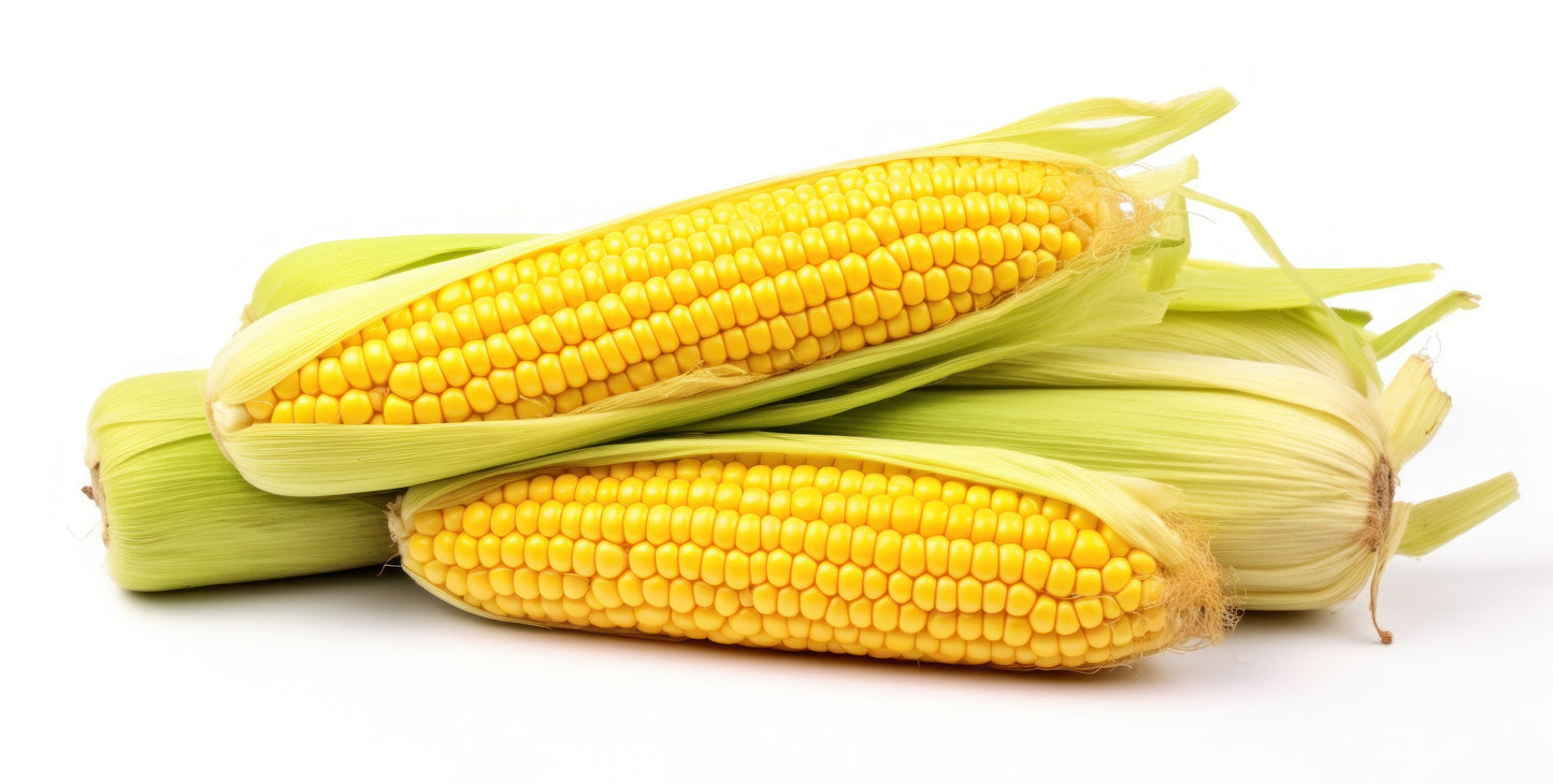 Corn Kandy Korn Hybrid Sweet Corn