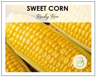Corn Kandy Korn Hybrid Sweet Corn