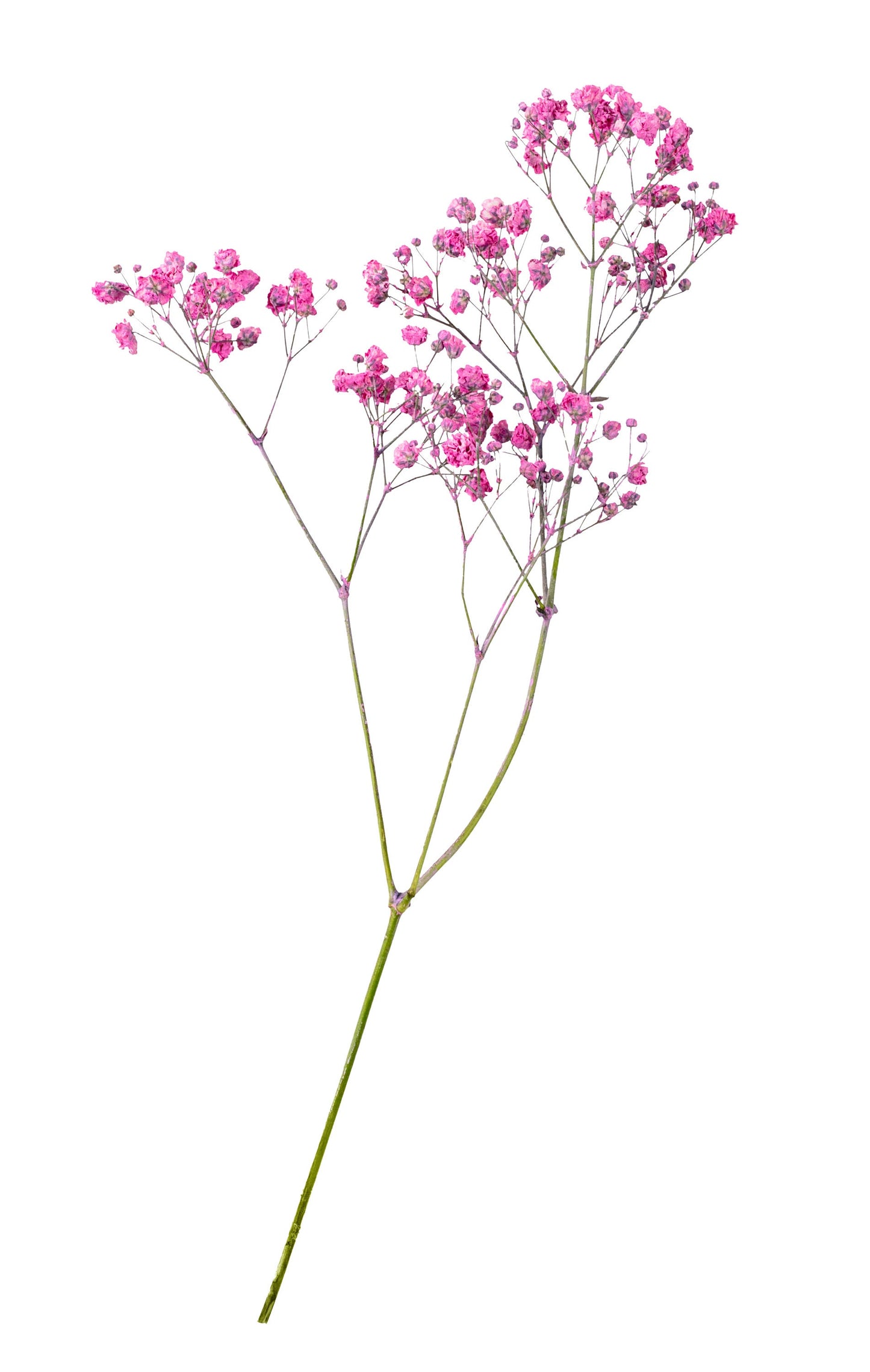 Babys Breath Deep Carmine