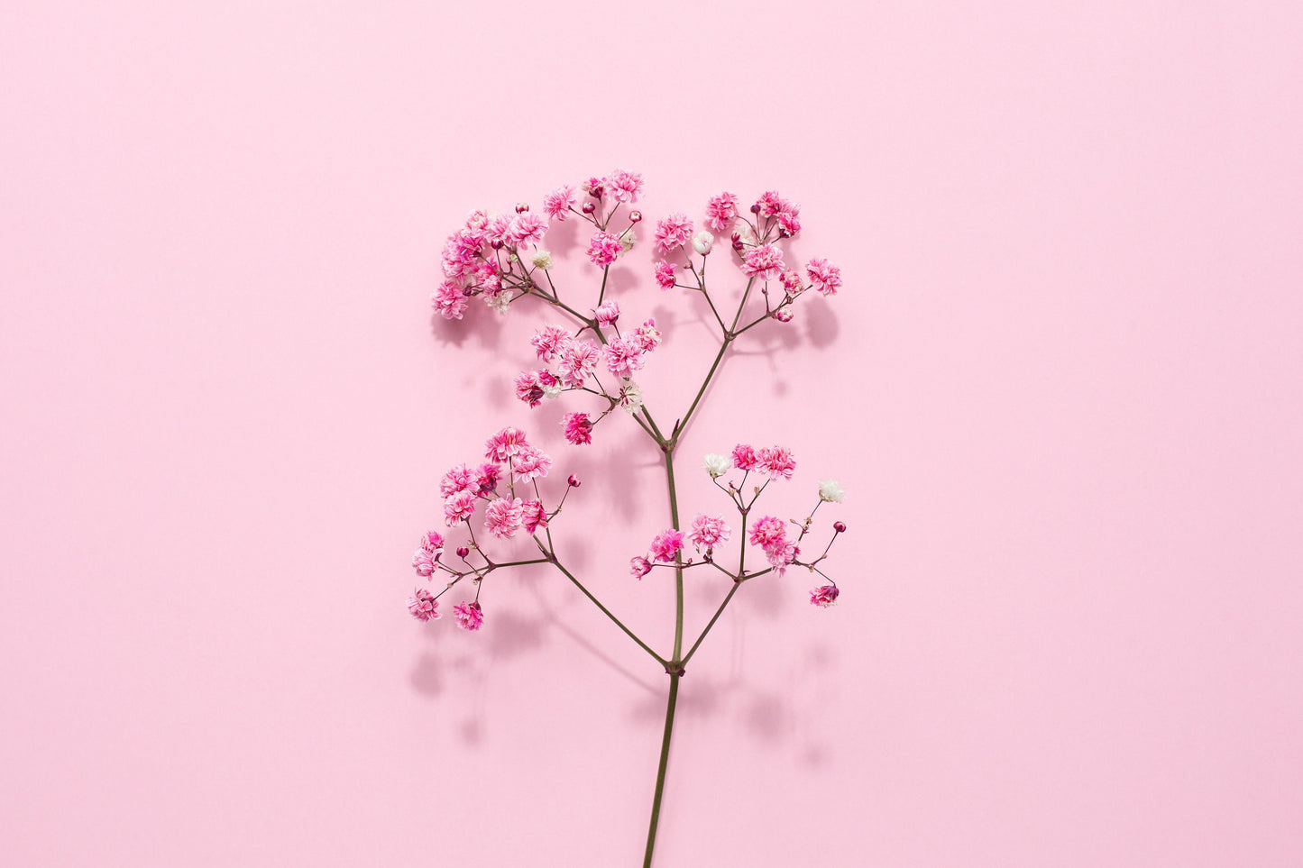 Babys Breath Deep Carmine