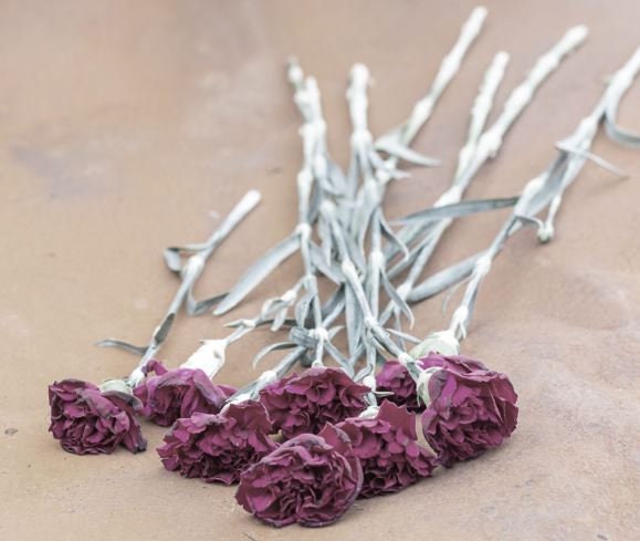 Carnation Grenadin King of the Black