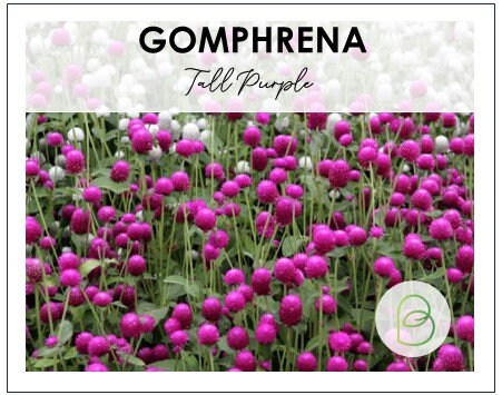 Gomphrena Tall Purple