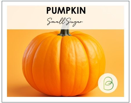 Pumpkin Small Sugar