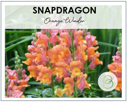 Snapdragon Orange Wonder