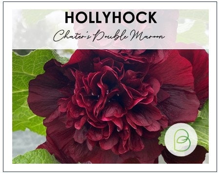 Hollyhock Chaters Double Maroon