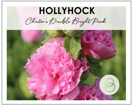 Hollyhock Chaters Double Bright Pink