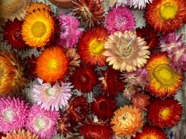 Strawflower Tall Double Mix
