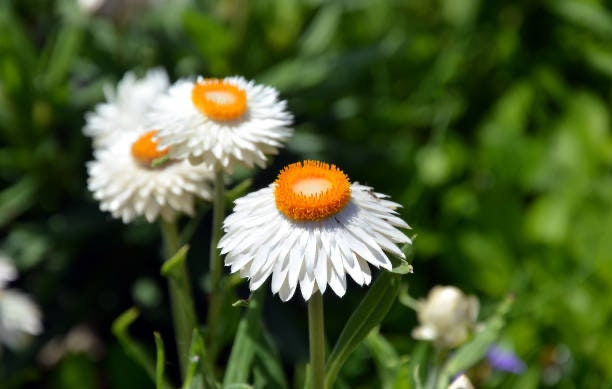 White Strawflower