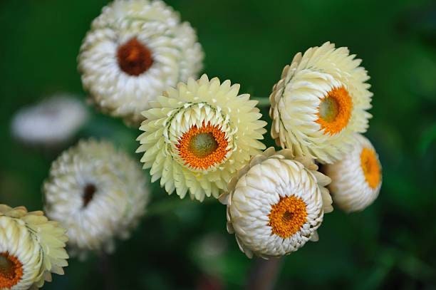 White Strawflower