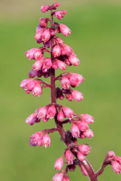 Firefly Splendens Coral Bell Seeds, Heuchera, Perennial, Shade Plant