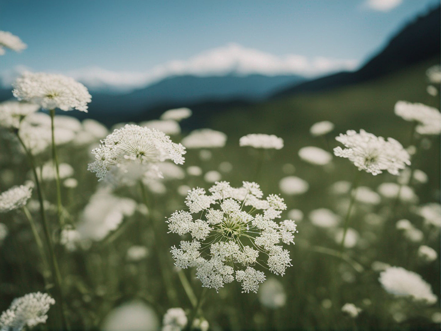 Ammi Majus White Dill
