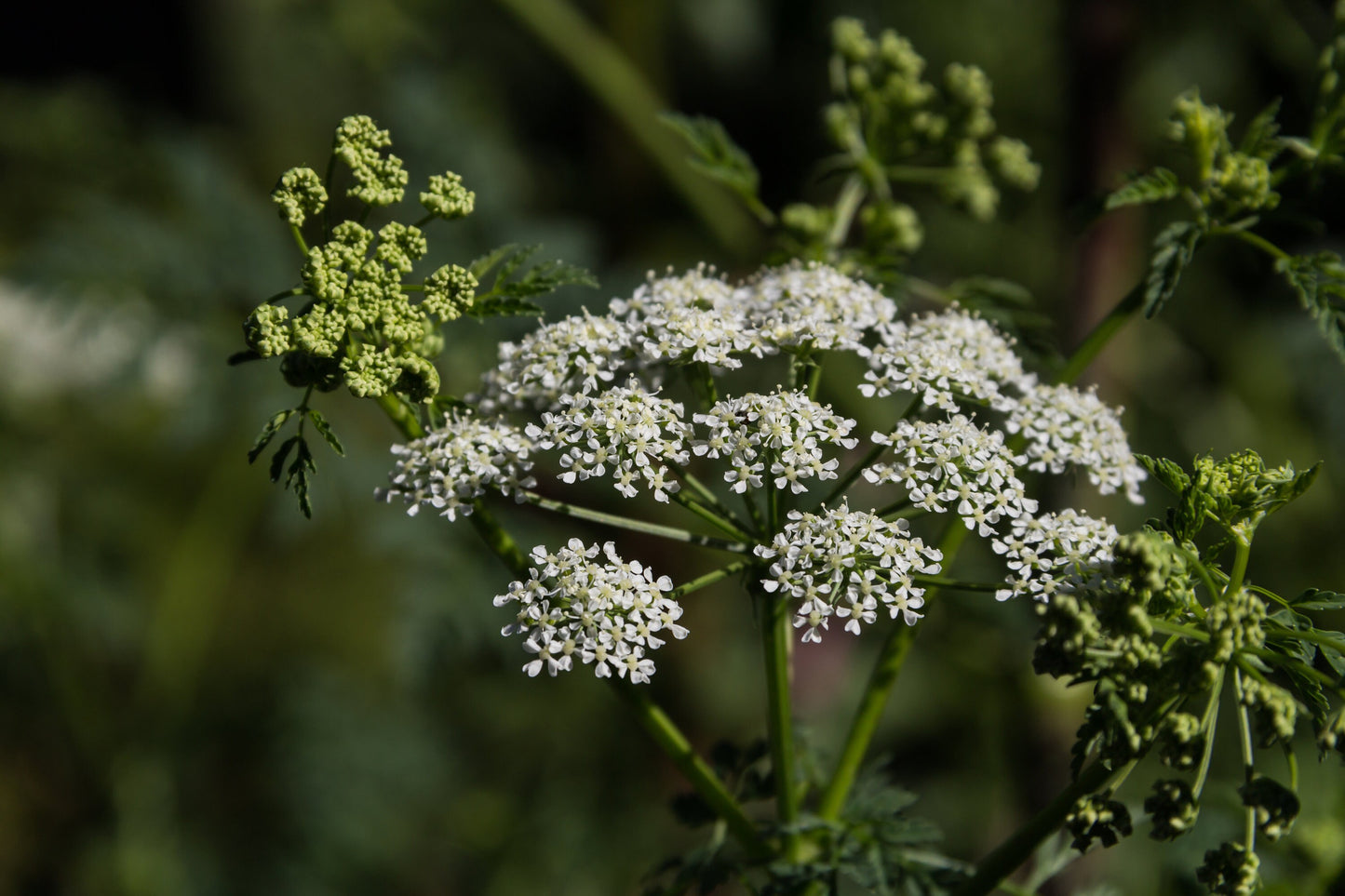 Ammi Majus White Dill