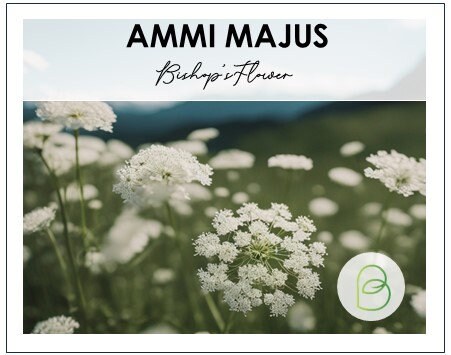 Ammi Majus White Dill