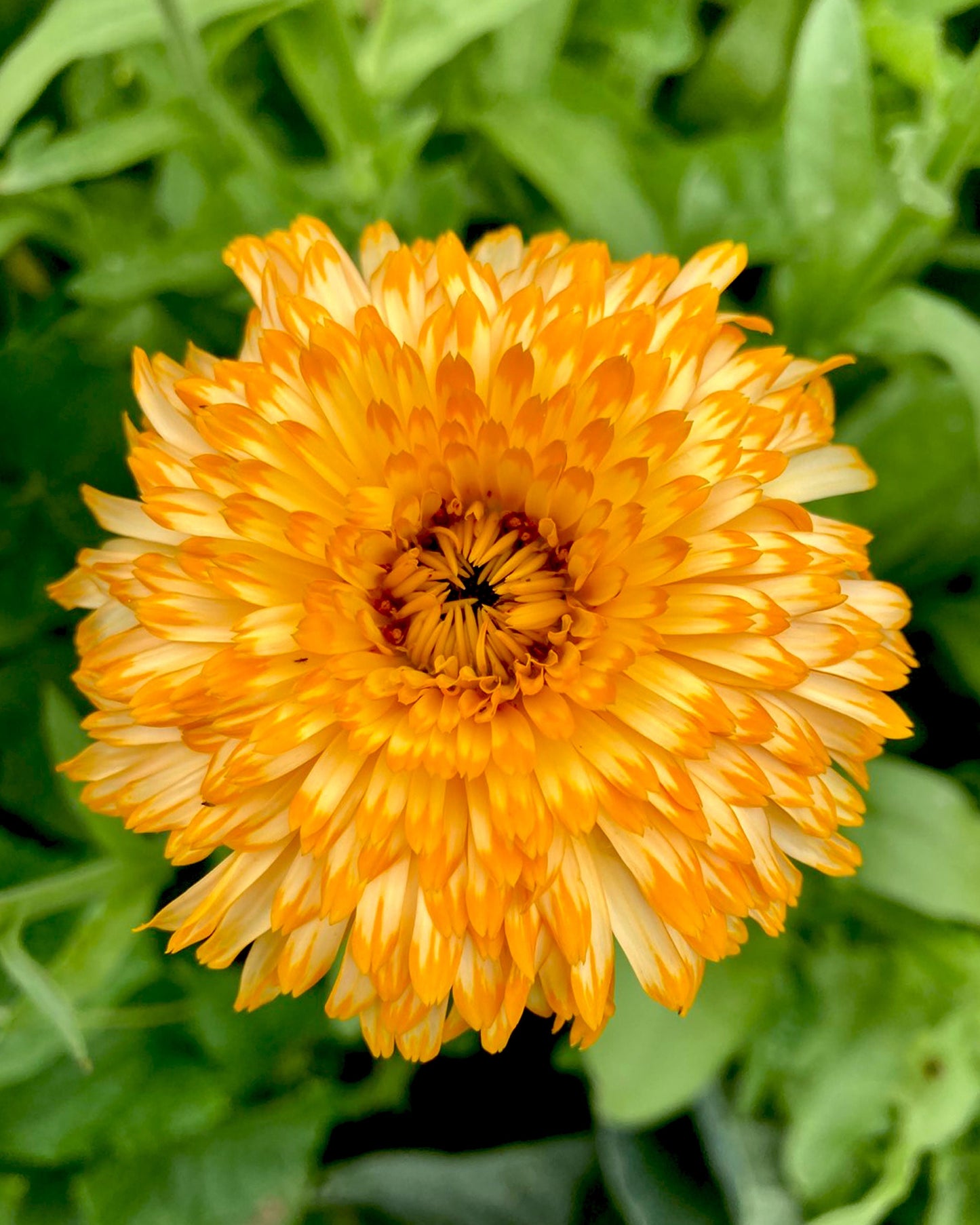 Calendula Pacific Beauty Mix