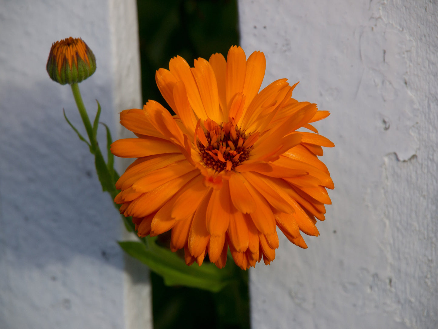 Calendula Pacific Beauty Mix