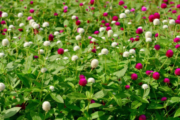 Globe Amaranth Tall Mix