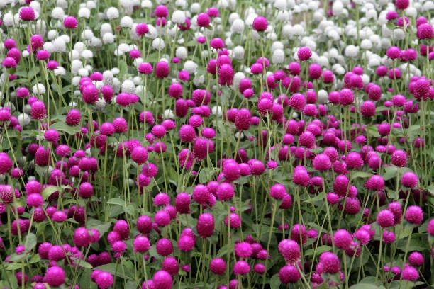 Globe Amaranth Tall Mix