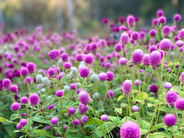 Gomphrena Tall Purple