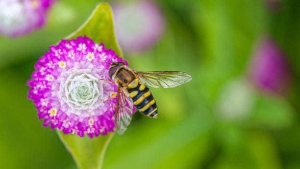 Gomphrena Tall Purple