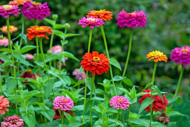 Zinnia Dahlia Flowered Mix