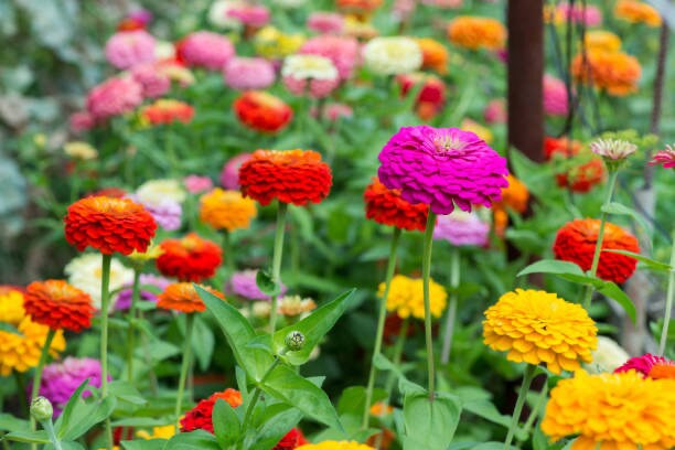 Zinnia Dahlia Flowered Mix