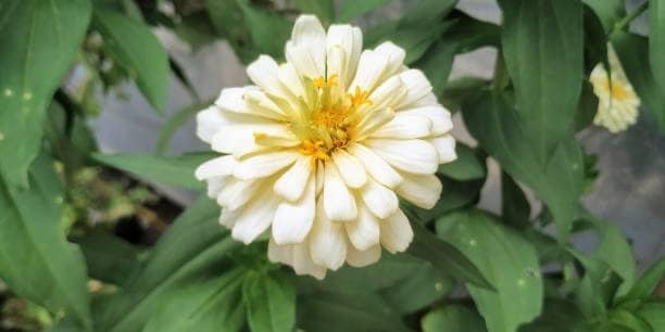Zinnia White Polar Bear