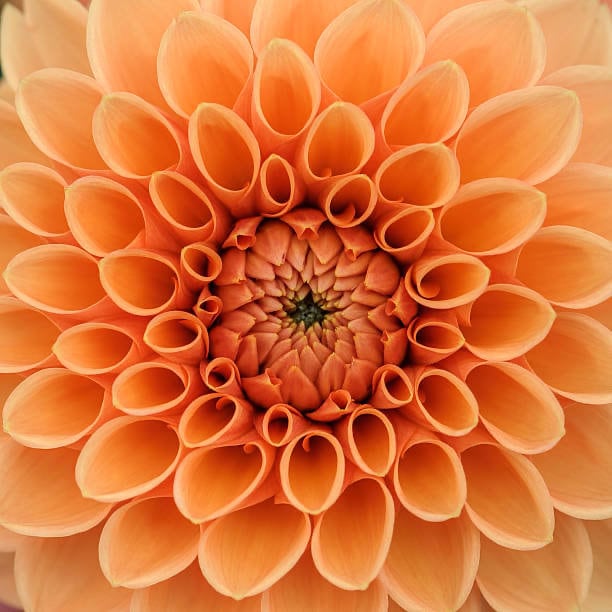 Dahlia Pompon Mix