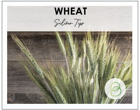 Silver Tip Wheat Triticum
