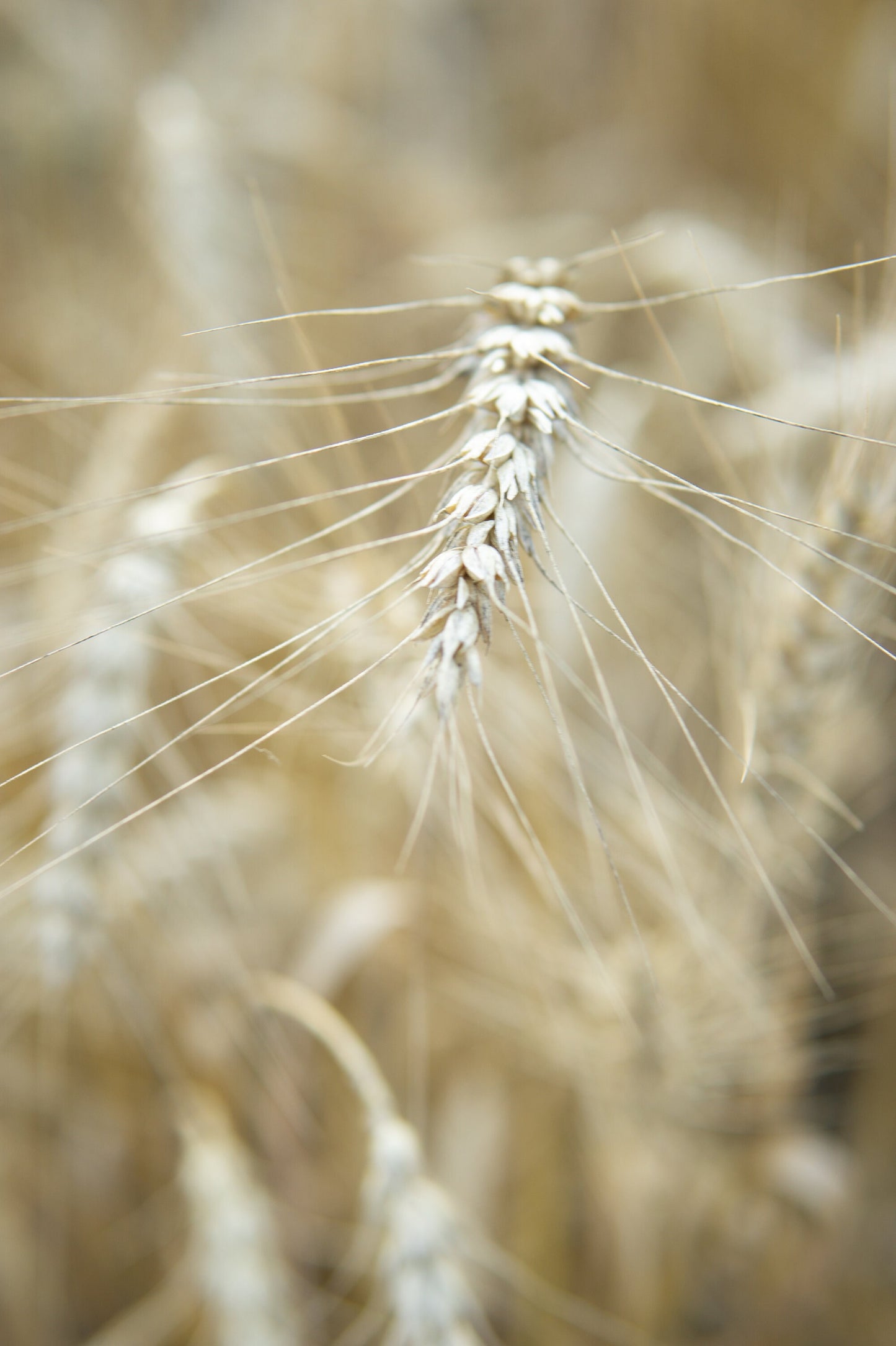 Silver Tip Wheat Triticum