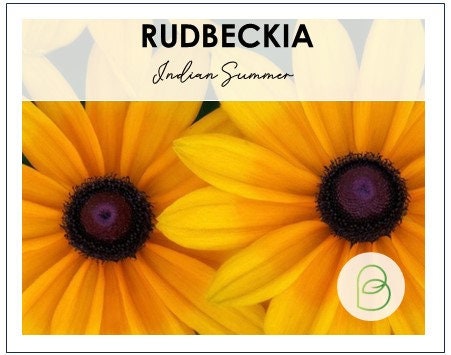 Rudbeckia Indian Summer