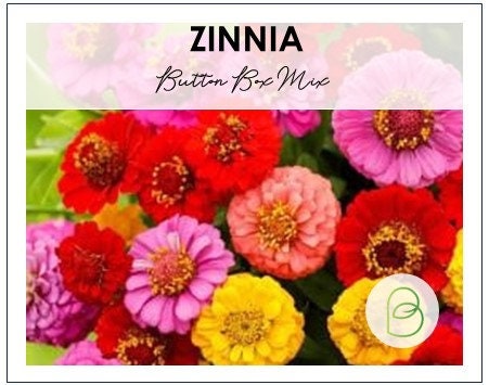 Zinnia Button Box Mix