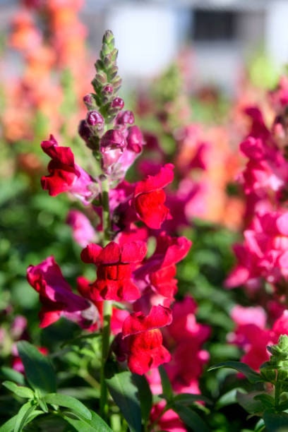 Snapdragon Bright Red