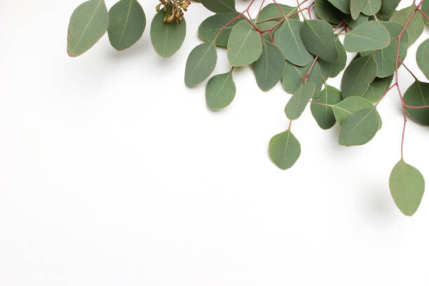 Eucalyptus Silver Dollar Tree