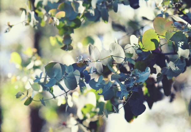 Eucalyptus Silver Dollar Tree