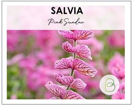 Salvia Pink Sunday