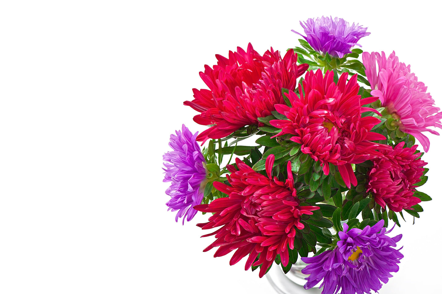 Aster Gremlin Red