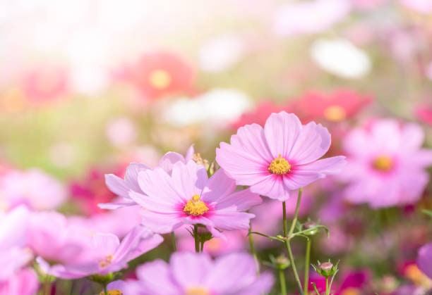 Cosmos Daydream