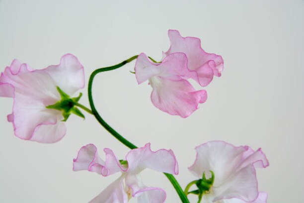 High Scent Sweet Pea