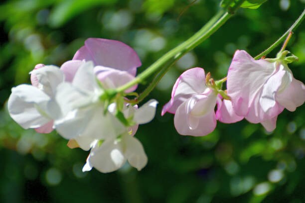 High Scent Sweet Pea